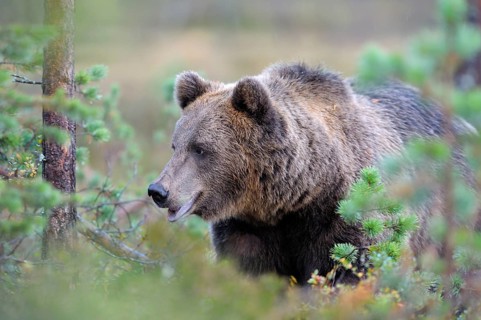 Brown Bear (Ursus arctos), border area to Russia, Kuhmo, Karelia, Finland