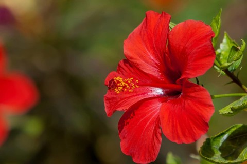 Red hibiscuses (Hibiscus), Egypt