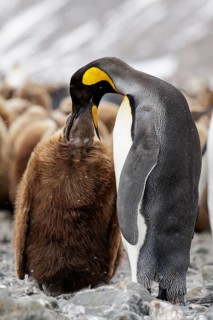 King Penguin (Aptenodytes patagonicus) perched on a rocky beach on South Georgia Island