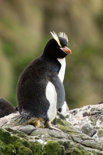 Erect-crested Penguin (Eudyptes sclateri), Antipodes Island, New Zealand
