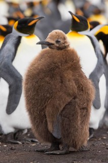 King Penguin (Aptenodytes patagonicus) juvenile, Volunteer Point, Falkland Islands