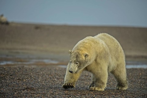 Polar bear (Ursus maritimus), gravel island, Kaktovik, Barter Iceland, Beaufort Sea, Alaska, USA