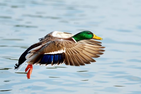 Mallard (Anas platyrhynchos) male in flight, Zugerseee, Switzerland