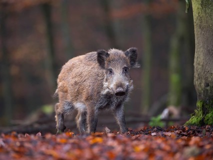 Wild Boar (Sus scrofa), Daun, Rhineland-Palatinate, Germany
