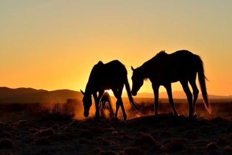 Namib desert horses (Equus ferus) at sunset, backlight, near watering hole at Garub, Aus, Karas
