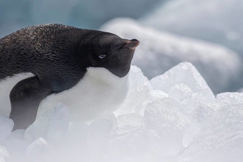 Adelie Penguin (Pygoscelis adeliae) on ice, Antarctica