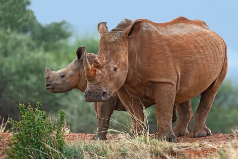 White Rhinoceros (Ceratotherium simum), calf and mother, South Africa