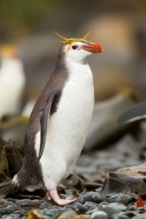 Royal Penguin (Eudyptes schlegeli), Macquarie Island, Australia