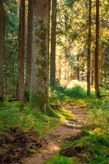 A forest path under trees, illuminated by warm sunlight, Calw, Black Forest, Germany