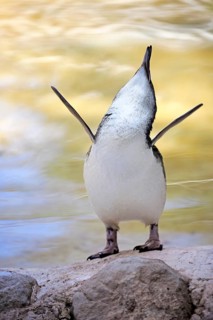 Little Penguin (Eudyptula minor), adult, on land, calling, spreading wings, Kangaroo Island, South