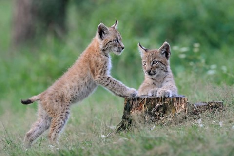 Eurasian Lynx (Lynx lynx) two playful cubs, North Rhine-Westphalia, Germany