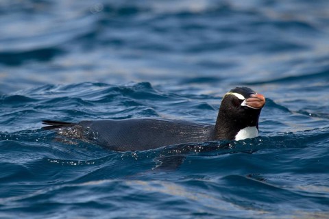 Erect-crested Penguin (Eudyptes sclateri), Antipodes Island, New Zealand