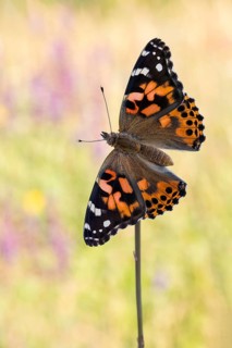 Der Distelfalter Vanessa cardui von der Flügeloberseite