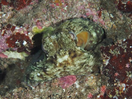 Octopus, Common Octopus (Octopus vulgaris) juvenile, camouflaging itself in colourful underwater