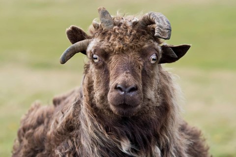 Sheep, Reykjanesskagi, Southern Peninsula or Reykjanes, Iceland