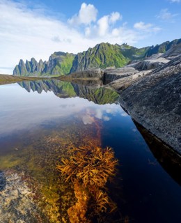 Plants and reflection in the tidal pool, rocky coast of Tungeneset, Devil's Teeth, Okshornan,