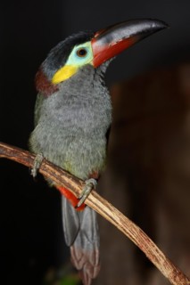 Pepper-eater (Selenidera piperivora, Selenidera culik), female, captive, occurrence in South