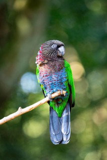 Red-fan parrot (Deroptyus accipitrinus) Pantanal Brazil