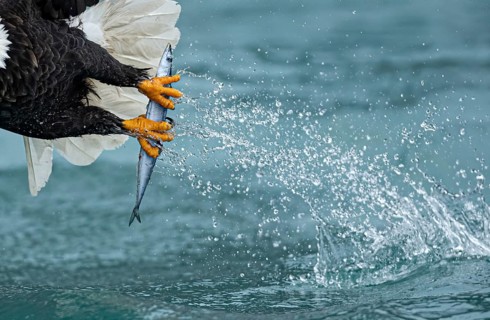 Bald Eagle (Haliaeetus leucocephalus) hunting, Alaska, USA
