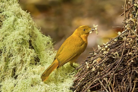 Golden Bowerbird (Prionodura newtoniana) male, Queensland, Australia