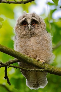 Tawny Owl (Strix aluco) chick perched on a branch, North Rhine-Westphalia, Germany