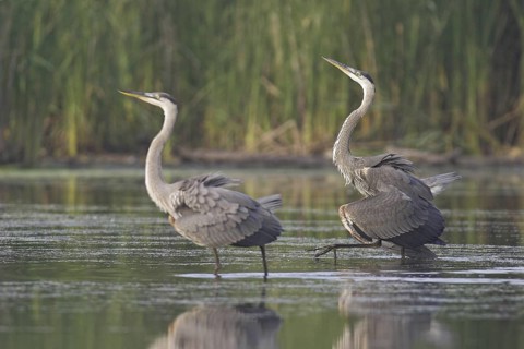 Great Blue Heron (Ardea herodias), Ontario, Canada