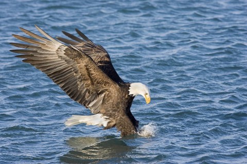 Bald Eagle Haliaeetus leucocephalus Homer, ALASKA, USA February Adult catching fish. Accipitridae