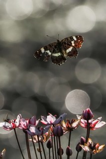 A map butterfly (Araschnia levana) flies over blooming flowers, surrounded by blurred light