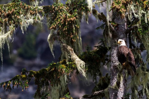 Bald Eagle (Haliaeetus leucocephalus), British Columbia, Canada