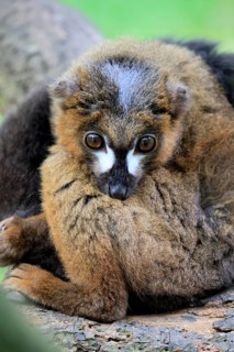 Red-bellied lemur (Eulemur rubriventer), adult, male, on tree trunk, alert, Madagascar