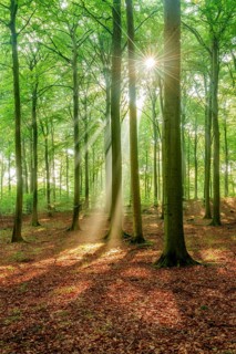 The sun shines through a near-natural beech forest (Fagus sp.) with morning mist, Stubnitz forest