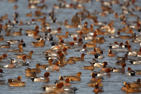 Eurasian Wigeon (Mareca penelope), Netherlands