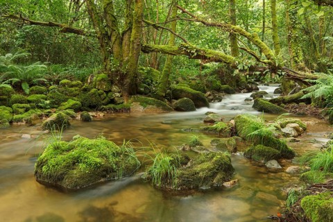 Gorgua river, Ourense, Galicia, Spain