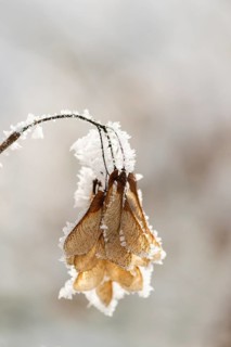 Ice crystals from roarfrost on Amur maple (Acer tataricum subsp. ginnala) seeds at sunshine in