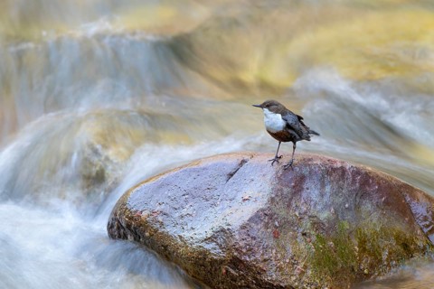 White-throated Dipper (Cinclus cinclus), sitting on a stone in a stream, Stans, Tyrol, Austria