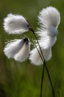 Common cottongrass (Eriophorum angustifolium), Emsland, Lower Saxony, Germany
