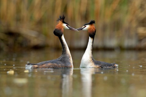 Great Crested Grebes (Podiceps cristatus) during a courtship display, Lake Lucerne, Luzern, Canton