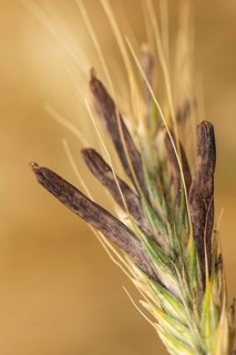 Ergot mushroom Claviceps purpurea on a ripe ear of grain