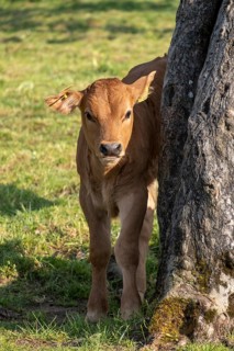 Murnau Werdenfelser cattle, calf, cow, cows in a meadow, Bad Heilbrunn, Upper Bavaria, Bavaria,
