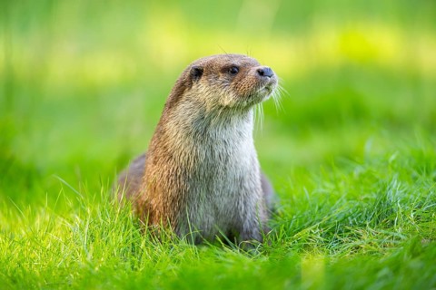 Eurasian otter (Lutra lutra) on a meadow, Hesse, Germany
