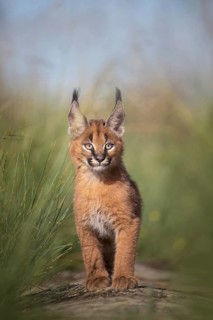 Caracal (Caracal caracal) playful cub sneaking up, Castile-La Mancha, Spain