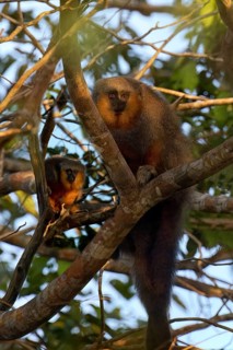 Red bellied titi monkey, Plecturocebus moloch, in its natural environment, Amazon basin, Brazil