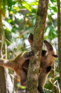 Northern tamandua (Tamandua mexicana), anteater foraging on a branch, in the rainforest, Corcovado