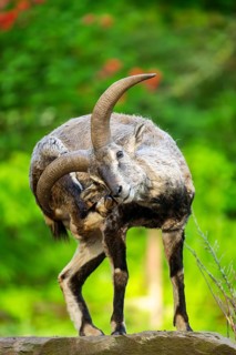 Bharal (Pseudois nayaur), standing on a rock, Bavaria, Germany