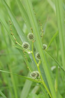 A branched hedgehog cattail or simplestem bur-reed (Sparganium erectum), inflorescence, North