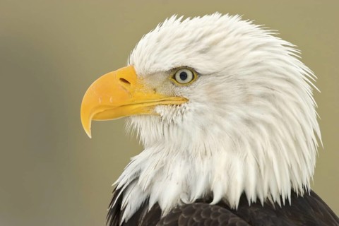 Bald Eagle (Haliaeetus leucocephalus), Alaska, USA