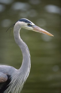 Great Blue Heron (Ardea herodias), Arizona, USA