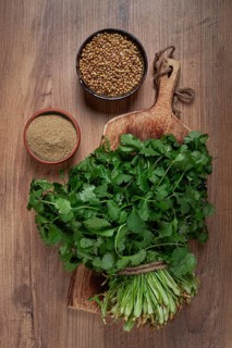 A bunch of fresh cilantro, coriander seeds and powder bowls, close-up, top view, no people, food