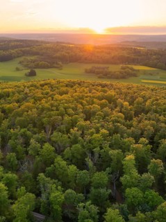A forest and fields, illuminated by the warm light of the sunset, forest pasture project,