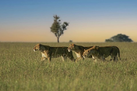 Löwe (Panthera leo) drei Weibchen durchstreifen zusammen die Savanne, Serengeti, Tansania | African